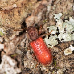 Zenodosus sanguineus