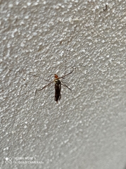 Nephrotoma flavipalpis