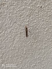 Nephrotoma flavipalpis