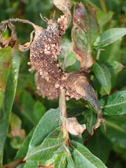 Puccinia minutissima