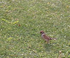 Passer montanus