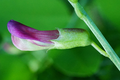 Vicia dumetorum