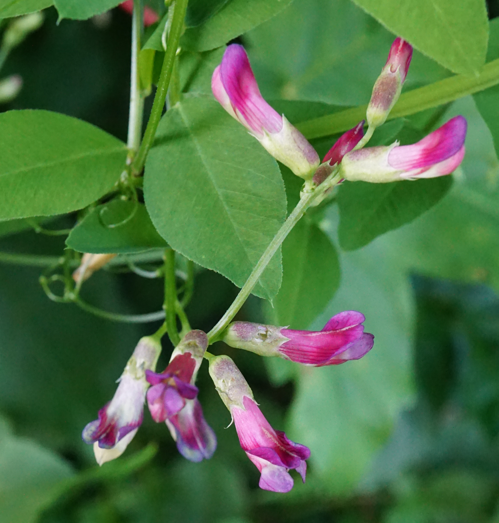 Vicia dumetorum