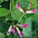 Great Wood-Vetch - Photo (c) Patrick Hacker, some rights reserved (CC BY), uploaded by Patrick Hacker