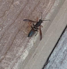 Polistes parametricus