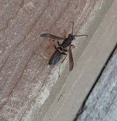 Polistes parametricus