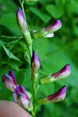 Vicia dumetorum