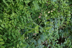 Vicia dumetorum