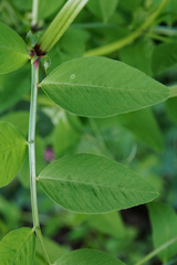 Vicia dumetorum