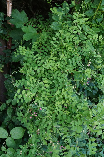 Image of Vicia dumetorum by (c) Patrick Hacker, some rights reserved (CC BY)