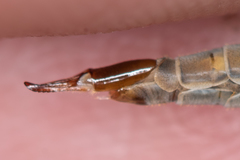 Tipula scripta