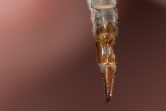 Tipula scripta