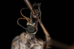 Tipula scripta