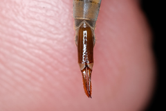 Tipula scripta