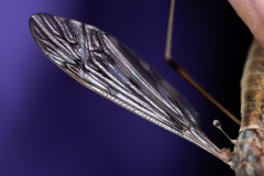 Tipula scripta