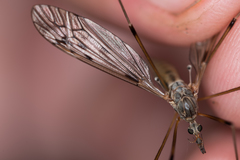 Tipula scripta