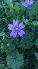 Malva sylvestris
