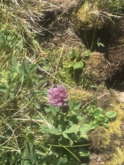 Trifolium parryi