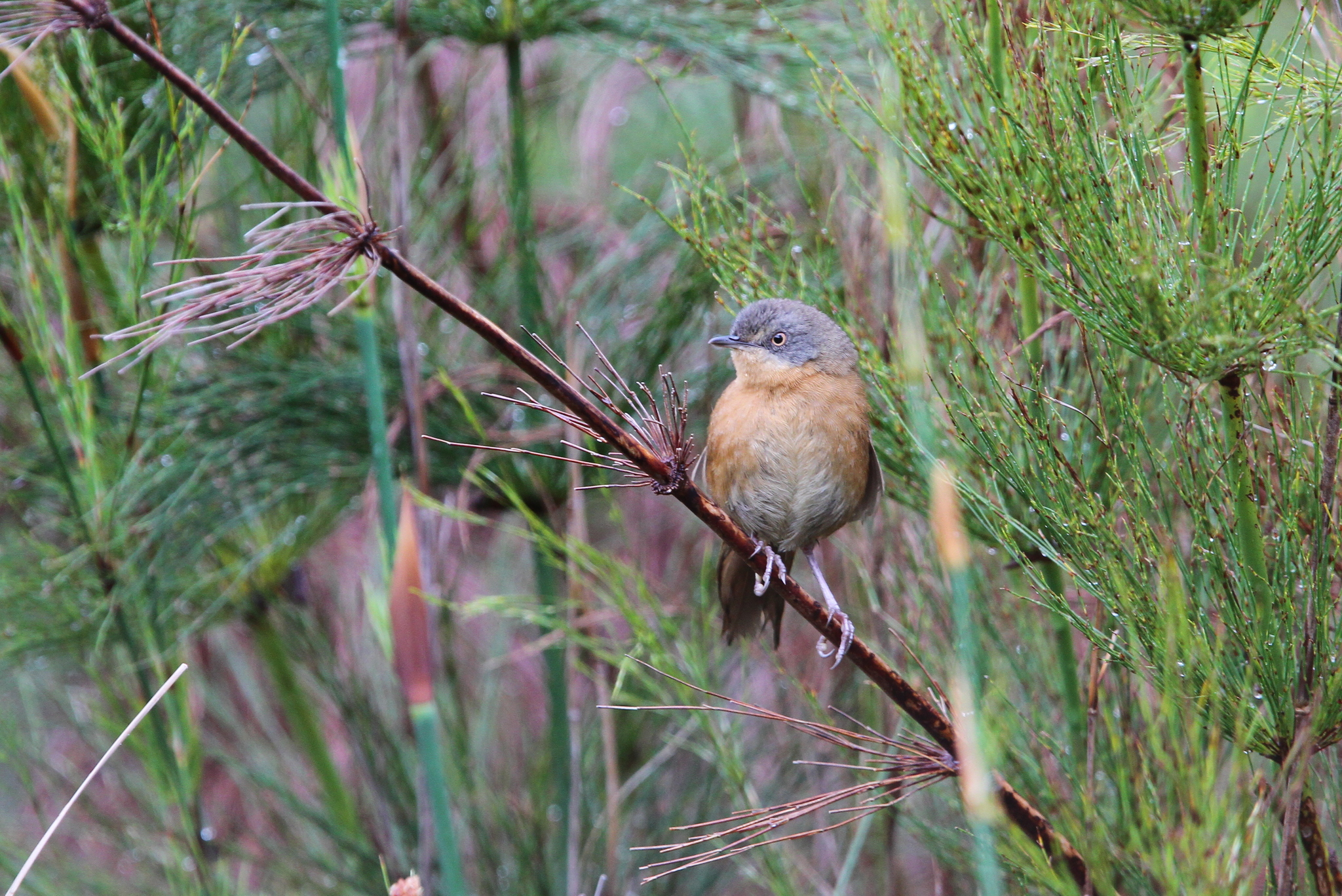 Victorin's Warbler (Cryptillas victorini)