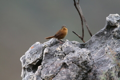 Cryptillas victorini