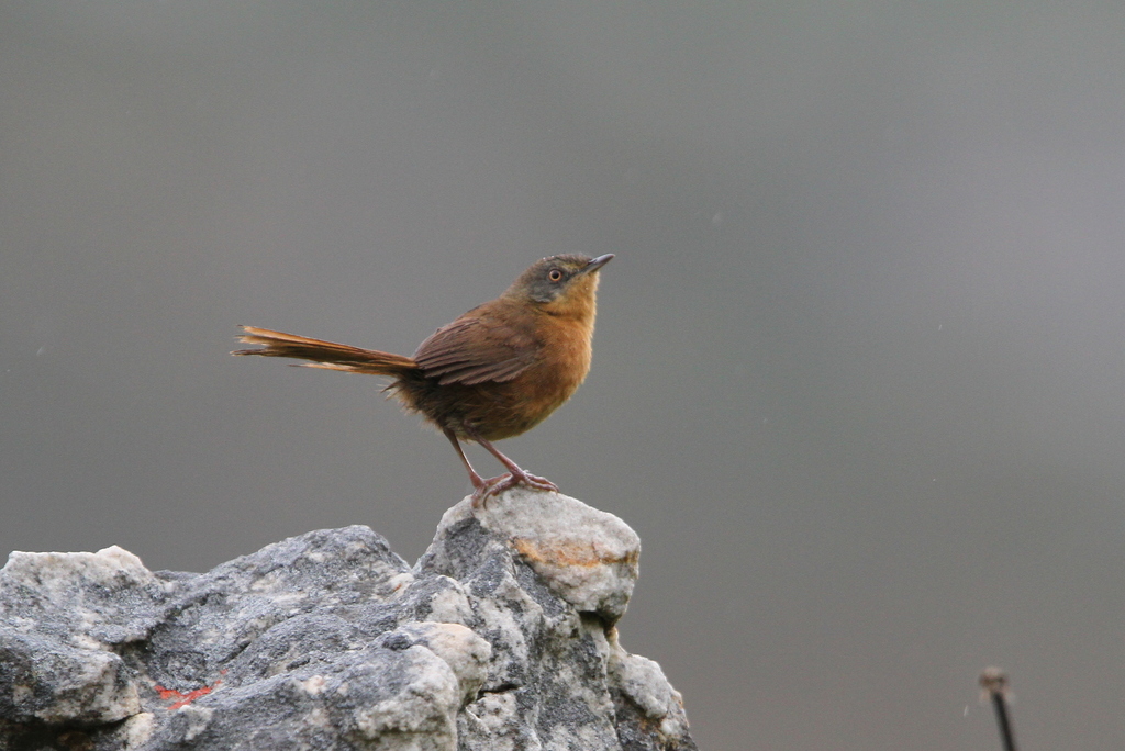 Victorin's Warbler photo