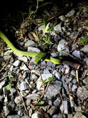 Boiga cyanea