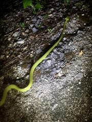 Boiga cyanea