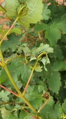 Dasineura irregularis