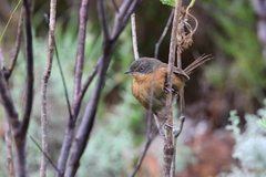 Cryptillas victorini