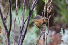 Cryptillas victorini