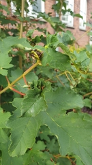 Dasineura irregularis