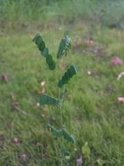 Indigofera tinctoria
