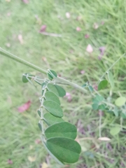 Indigofera tinctoria