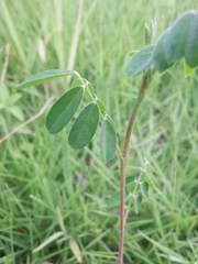 Indigofera tinctoria