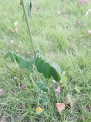 Indigofera tinctoria