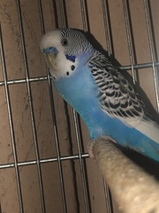 Melopsittacus