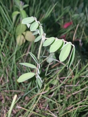 Indigofera tinctoria