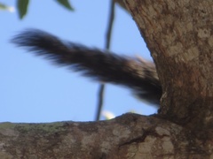 Heliosciurus undulatus