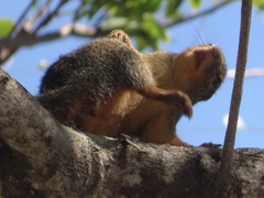 Heliosciurus undulatus