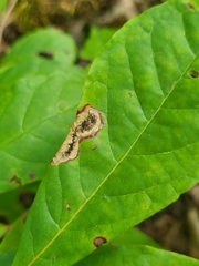 Nepticuloidea