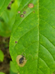 Nepticuloidea