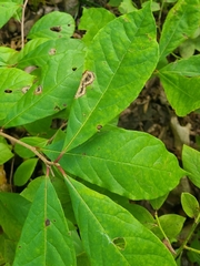 Nepticuloidea