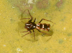 Micrathena perfida