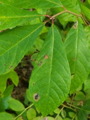 Nepticuloidea
