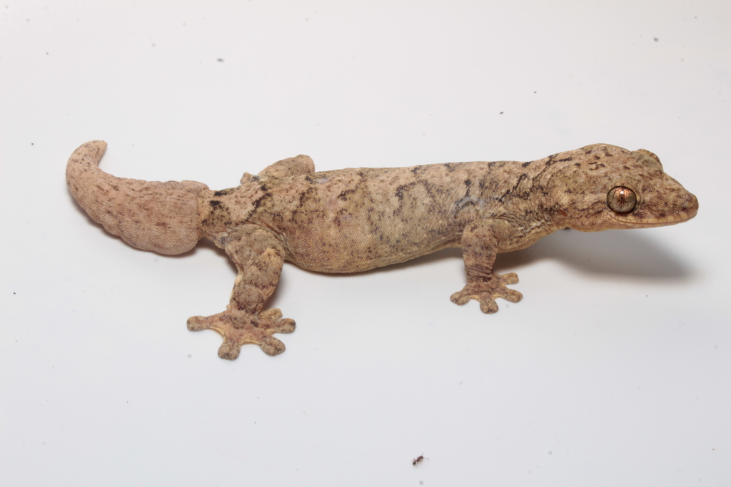 Turnip-Tailed Gecko