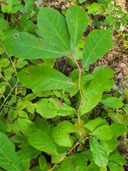 Nepticuloidea