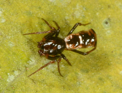 Micrathena perfida