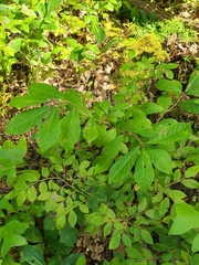 Nepticuloidea