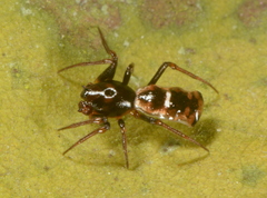Micrathena perfida