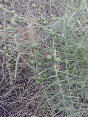 Asparagus horridus